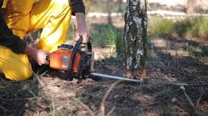 How Our Tree Care Process Works  in  San Saba, TX