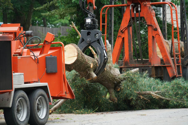 Best Seasonal Cleanup (Spring/Fall)  in San Saba, TX